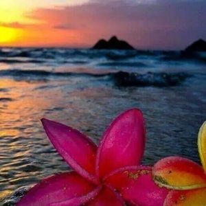 Meet your Posher, Moana